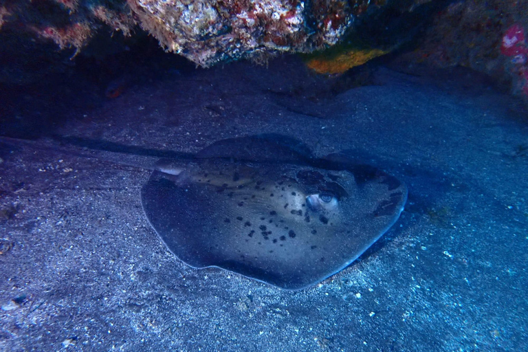 Medio día de submarinismo en playa de los Abades, TenerifeDiscover Scuba Diving