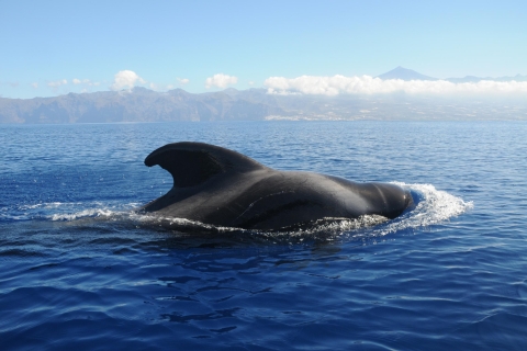 Tenerife: crucero de vida marina
