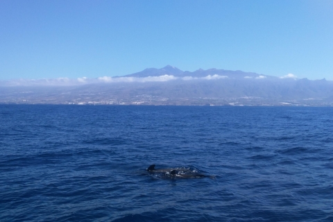 Tenerife: Marine Life Cruise
