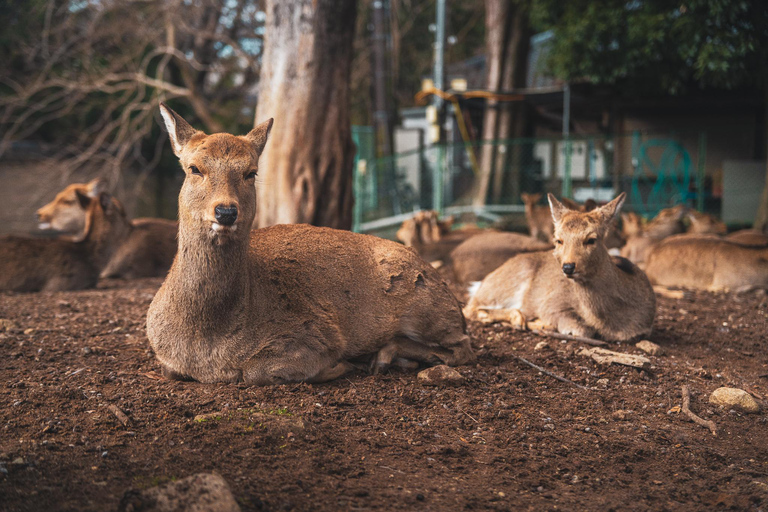 Osaka-Hiroshima Snapshot 6 Tage Tour - One Life Adventures