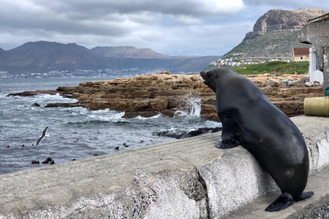 Desde Ciudad del Cabo: Punta del Cabo, pingüinos y cata vino
