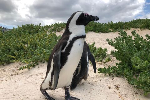 Cape Point: tour con pinguini e vino da Città del Capo