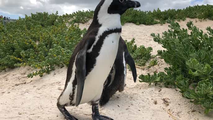 da cidade do cabo cape point penguins e tour de degustação de vinhos
