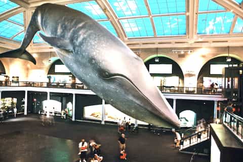 NYC American Museum of Natural History Museumtournee met gids