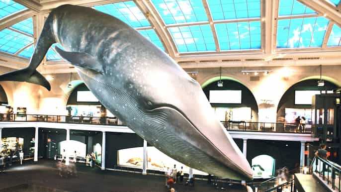 nyc american museum of natural history guided museum tour