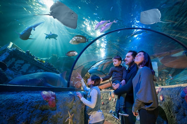 Visit Gardaland SEA LIFE Aquarium Open Date Entry Ticket in Verona