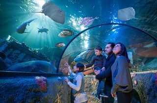Gardaland SEA LIFE Aquarium: Open Date Entry Ticket