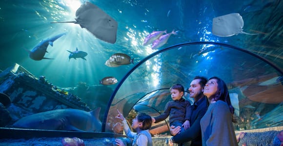 Gardaland SEA LIFE Aquarium: Open Date Entry Ticket