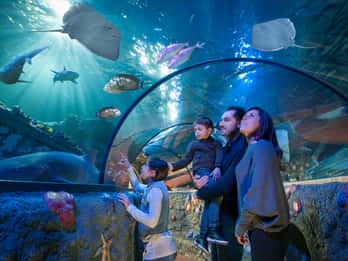 Аквариум Gardaland SEA LIFE: входной билет с открытой датой