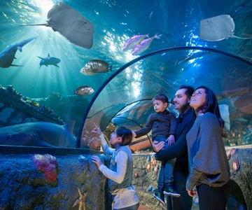 Gardaland SEA LIFE Aquarium: Open Date Entry Ticket