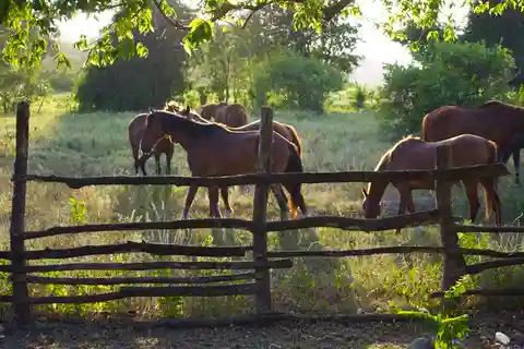Horseback Ride and Swim Excursion