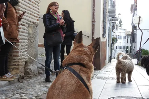 Granada: Tour guiado pelo Realejo com animais de estimação