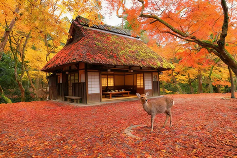 Osaka: Nara Private Day Tour with Todaiji Temple & Nara Park
