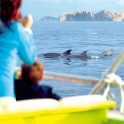 Alcudia: Auringonnousu merellä ja delfiinien katselukierros