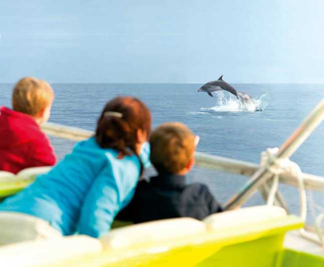 Maiorca: tour all'alba tra mare e delfini da Alcudia