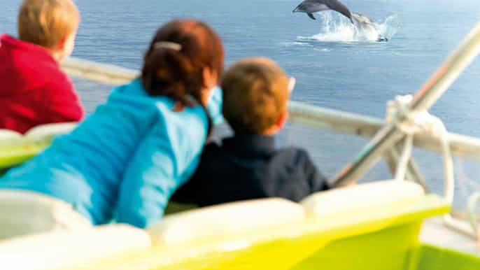 Alcudia: tour de avistamiento de delfines y amanecer en el mar