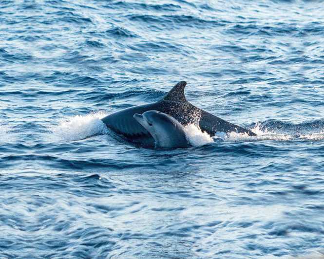 Alcudia Sunrise At Sea Dolphin Watching Tour GetYourGuide