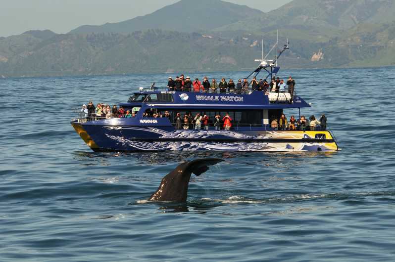 Kaikoura : croisière d'observation des baleines