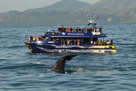 Kaikoura: Whale Watching Cruise