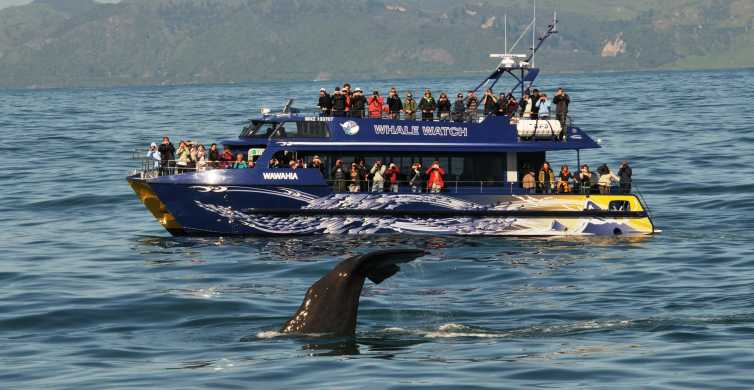 Kaikoura Whale Watching Cruise