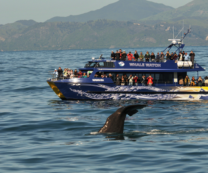 Kaikoura: Whale Watching Cruise