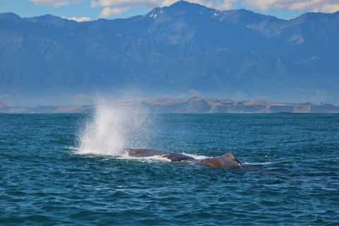 Kaikoura: Whale Watching Cruise