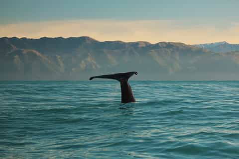 Kaikoura: Whale Watching Cruise