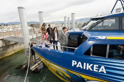 Kaikoura: Whale Watching Cruise