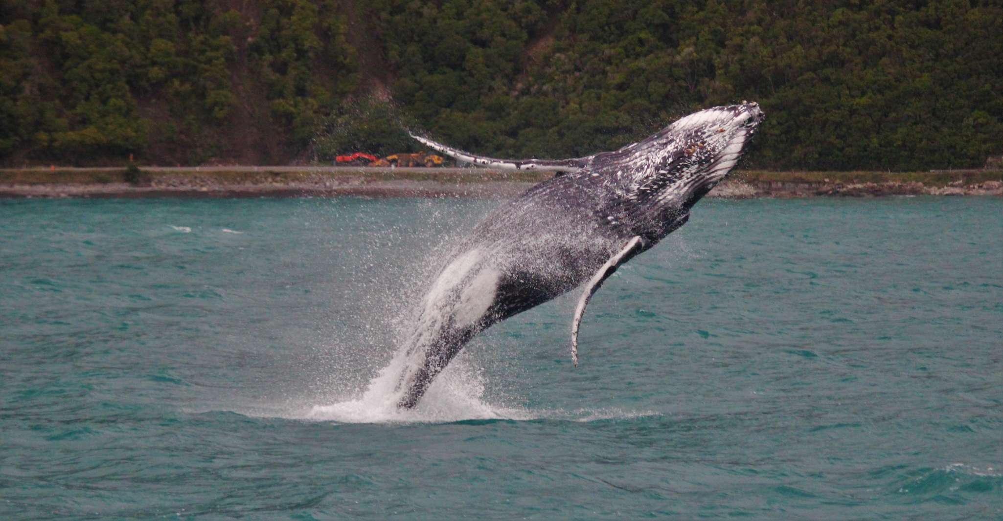 Kaikoura, Whale Watching Cruise - Housity