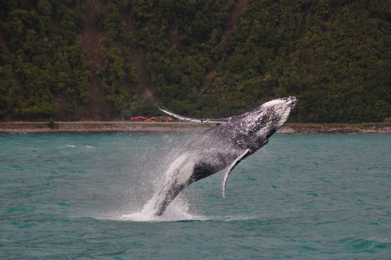 Kaikoura: Whale Watching Cruise 12:45 PM Departure