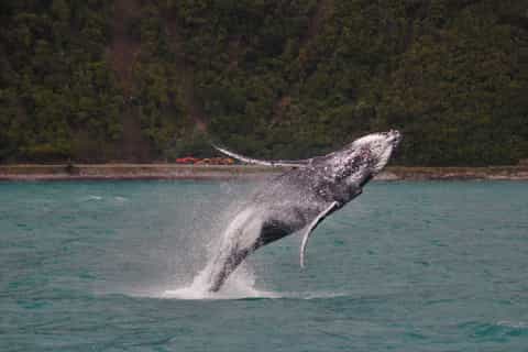Kaikoura: Whale Watching Cruise