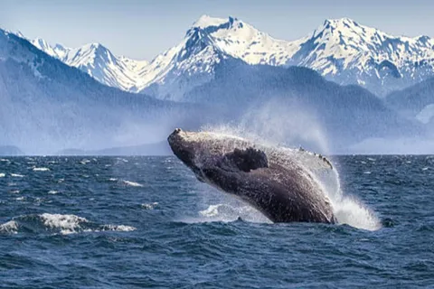 Hoonah: Icy Straight Whale Watching Tour