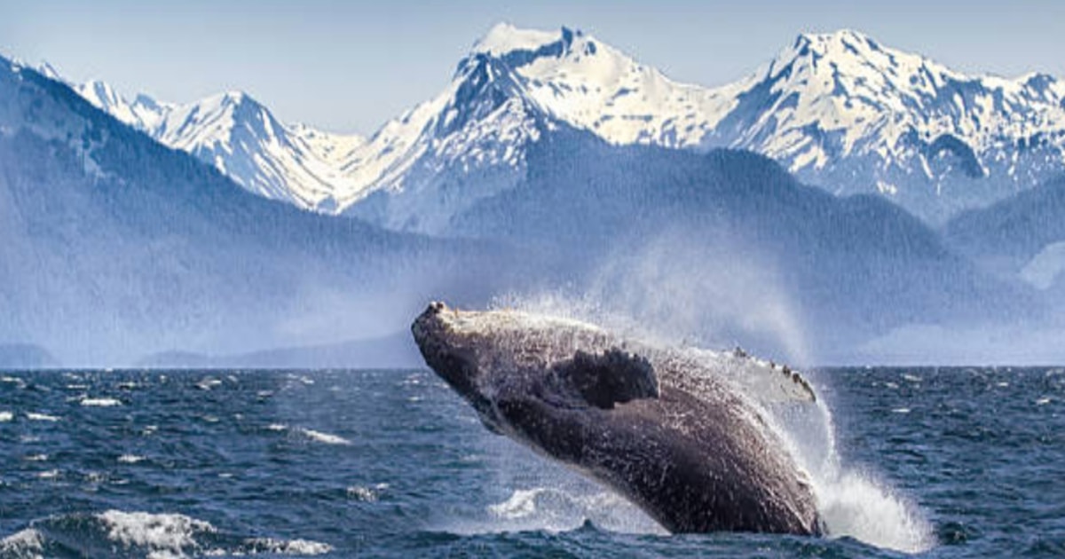 Hoonah Icy Straight Whale Watching Tour GetYourGuide
