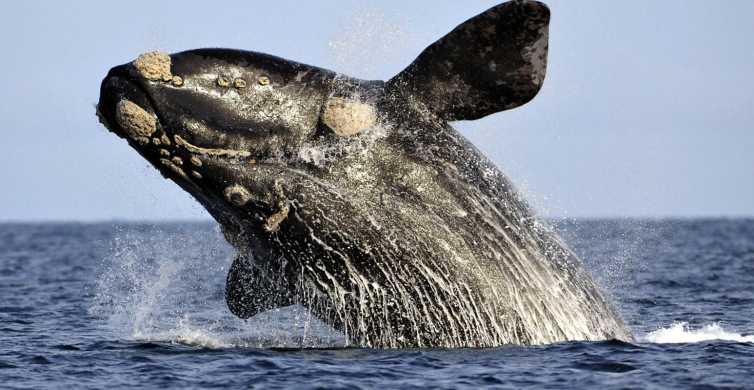 From Cape Town: Hermanus Whale Watching Boat Trip