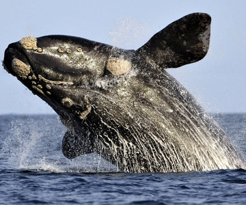 From Cape Town: Hermanus Whale Watching Boat Trip