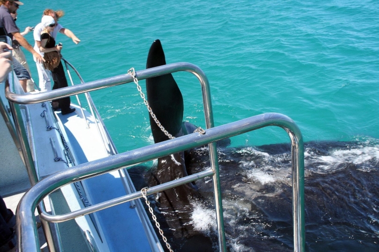 Desde Ciudad del Cabo: Hermanus Whale Watching Boat TripHermanus: paseo en barco para avistar ballenas desde Ciudad del Cabo