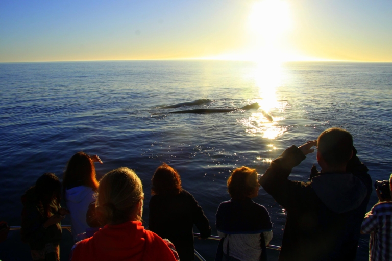 Desde Ciudad del Cabo: Hermanus Whale Watching Boat TripHermanus: paseo en barco para avistar ballenas desde Ciudad del Cabo