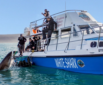 Gansbaai: Shark Dive & Whale Watching Combo Boat Trip
