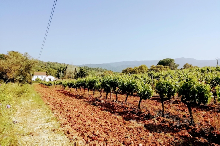 Lissabon: Südstadt und Kulturreise mit WeinGanztägiger Arrábida-Naturpark mit Weinprobe