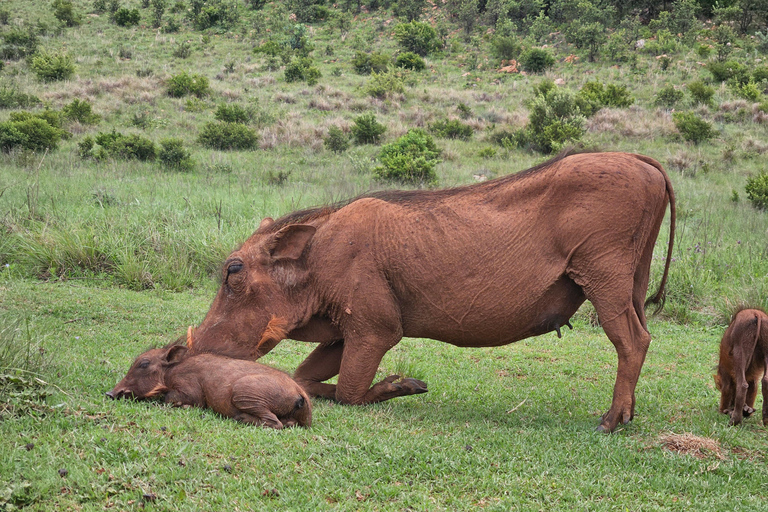 Safari at Lion and Rhino Park / Lesedi Culture Village