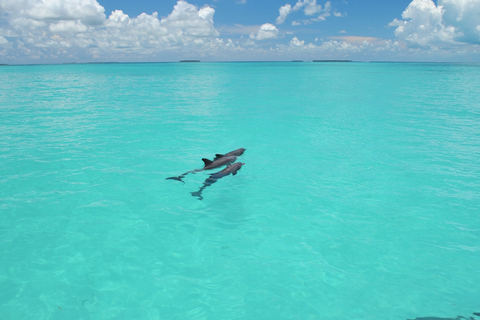 Cayo Hueso: tour ecológico por el arrecife en barco con fondo de cristalTour ecológico en barco con fondo de cristal por los arrecifes de Cayo Hueso