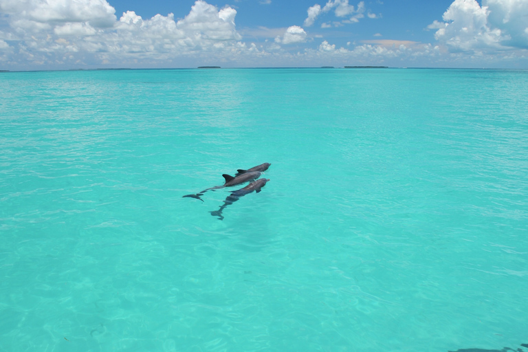 Key West: Eco-tour bootrif met glazen bodemKey West Glazen Bodem Boot Rif Eco Tour