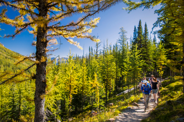 Banff National Park: Guided Signature Hikes with Lunch Banff National Park: Larch Valley Hike with Lunch