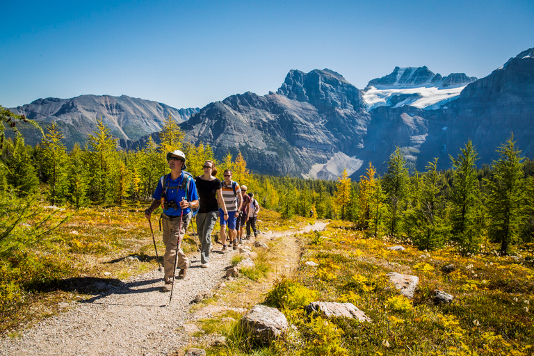 Banff National Park: Guided Signature Hikes with Lunch Banff National Park: Larch Valley Hike with Lunch