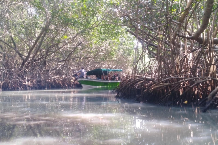Desde Cartagena: Viaje a los manglares con almuerzo.Desde Cartagena: viaje a los manglares con almuerzo