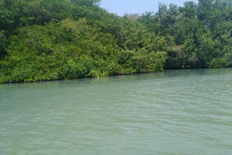 De Carthagène: excursion dans les mangroves avec déjeunerDe Carthagène: voyage dans les mangroves avec déjeuner