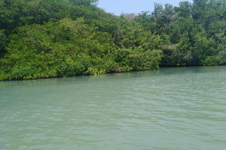 Desde Cartagena: Viaje a los manglares con almuerzo.Desde Cartagena: viaje a los manglares con almuerzo