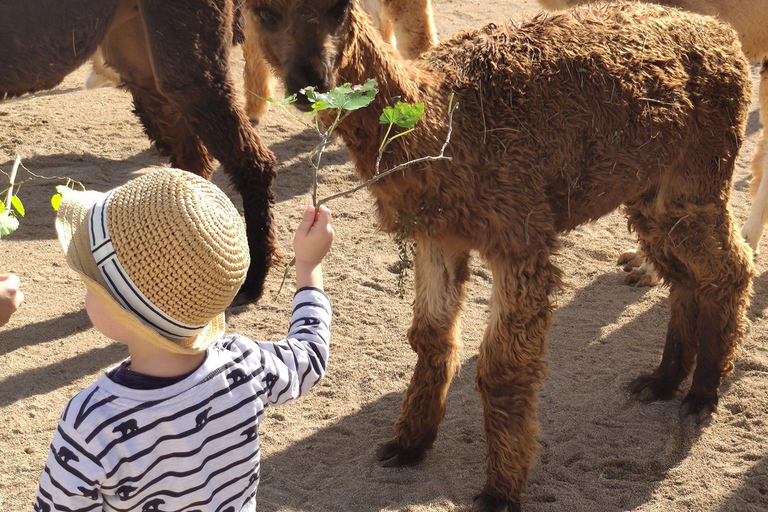 Felanitx, Maiorca: Esperienza di avvicinamento agli alpaca