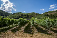 Grape Grazing, Wachau Valley Winery Biking Tour - Housity