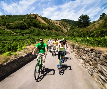 Druiven grazen: Wachau Valley Wijnmakerij Fietstocht